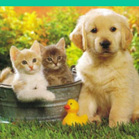 Effective affordable marketing from Diversifyer for pet related businesses